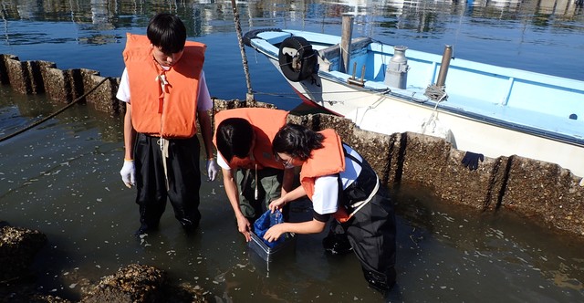 20241201アマモ班重富漁港 (29)